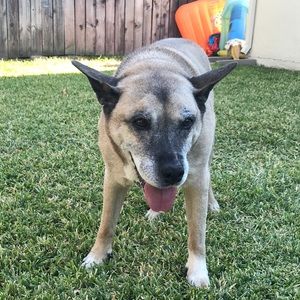 Meet your Posher, Joe